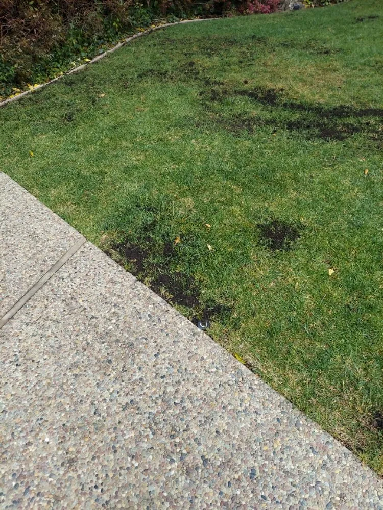 Reliable landscaping services for beautiful yards across San Mateo, CA - Rio Verde Gardening E Maintenance