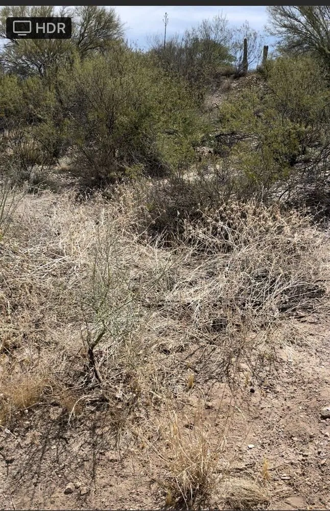 Trusted garden landscaping for year-round maintenance in Tucson, AZ by Rio Vista Landscaping