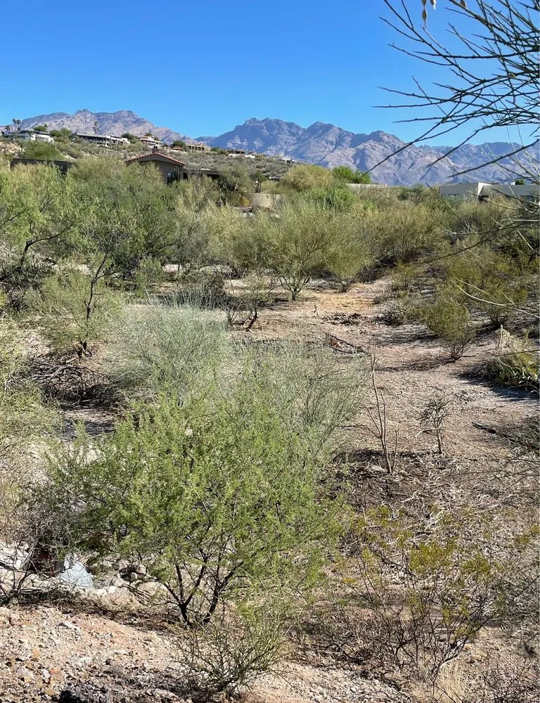 Custom lawn mowing service in Tucson, AZ by Rio Vista Landscaping