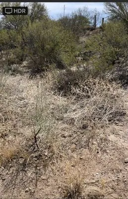 Rio Vista Landscaping Logo