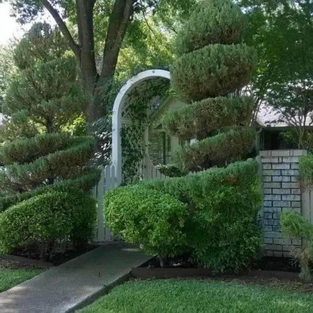 Top-rated yard cleanup service for beautiful yards across Dallas, TX - Rios and Rios Landscaping