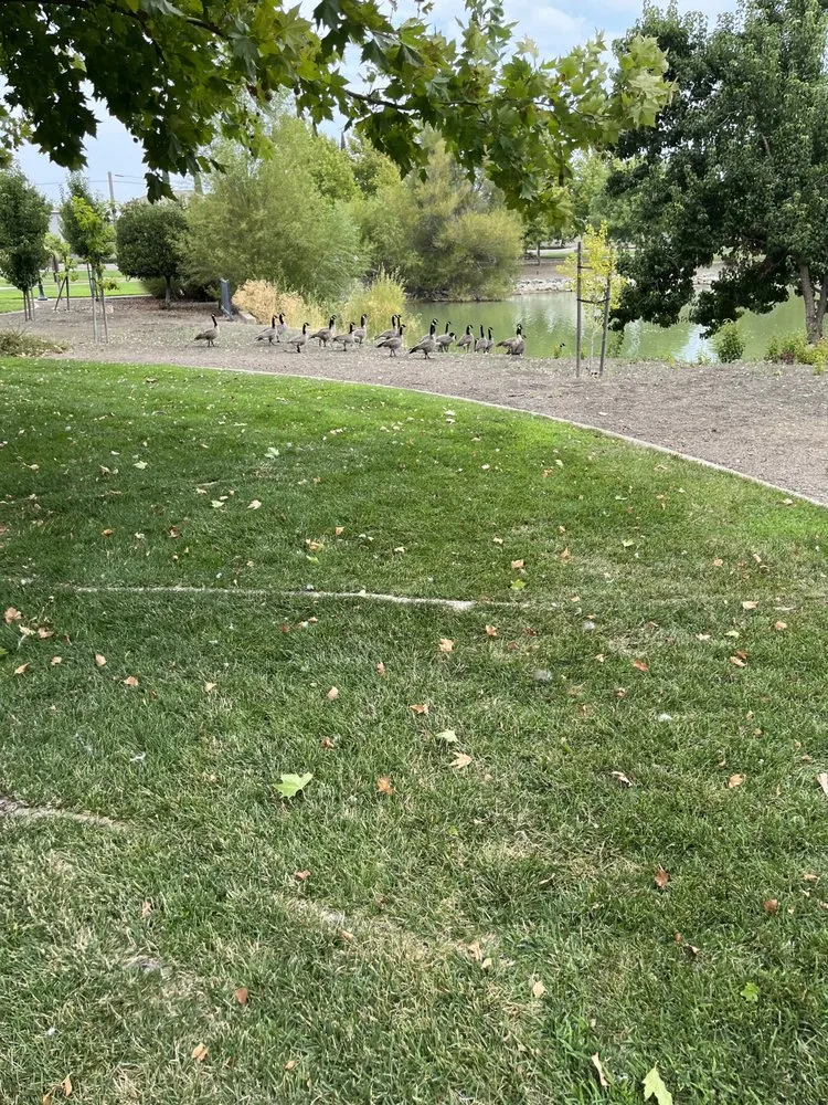 Local yard cleanup service in Sacramento, CA by Rios fresh cuts lawn care & handyman services