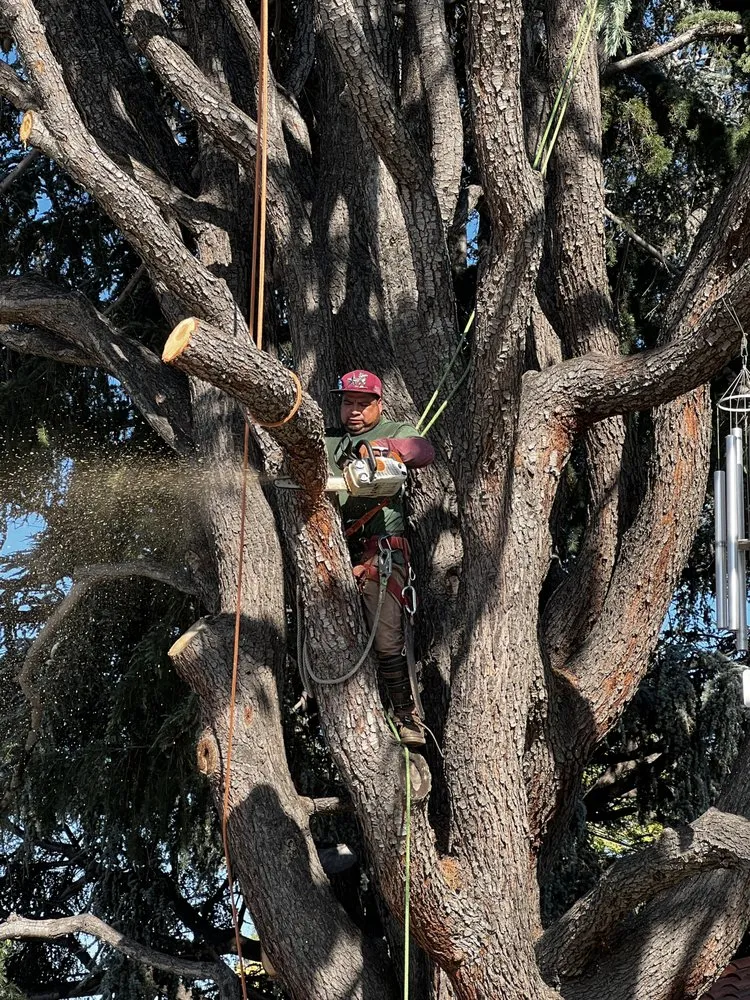 Reliable residential landscaping experts serving San Jose, CA - Rios Gardening