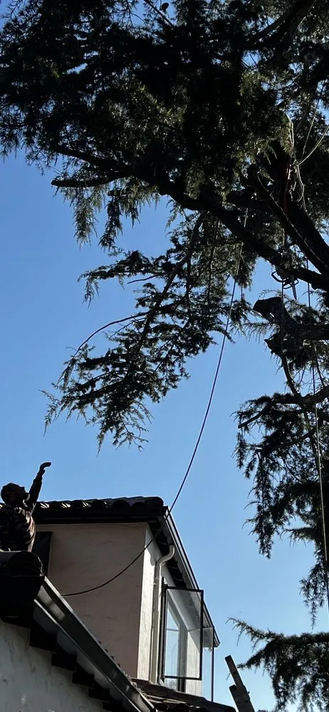 Trusted yard maintenance in San Jose, CA by Rios Gardening