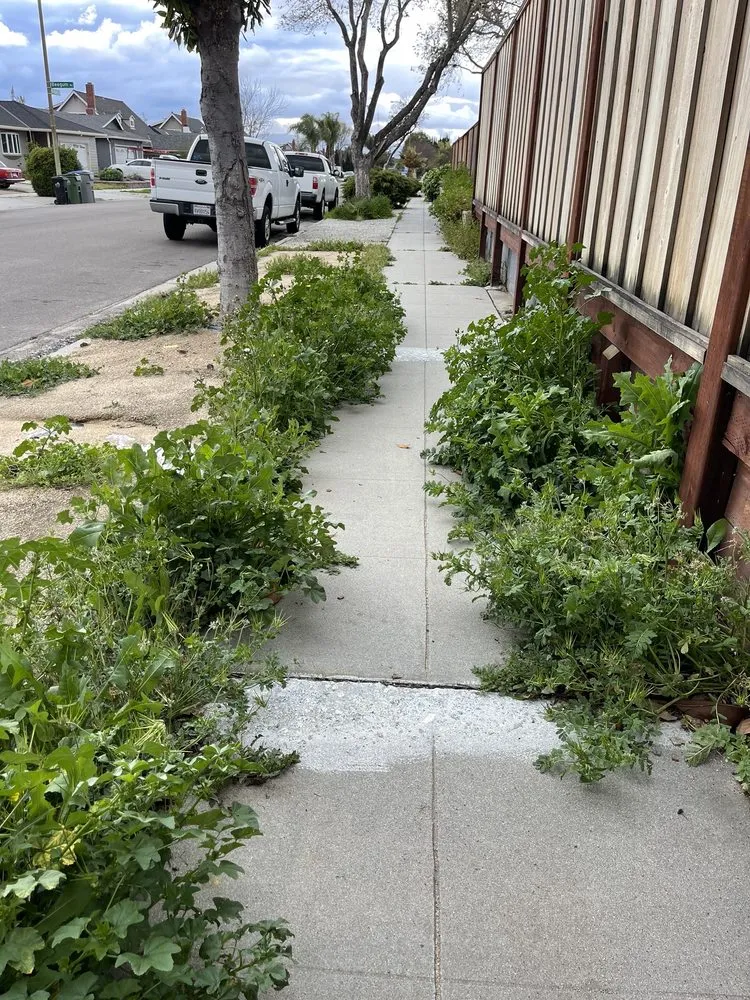 Expert lawn care service for outdoor upgrades in San Jose, CA by Rios Gardening