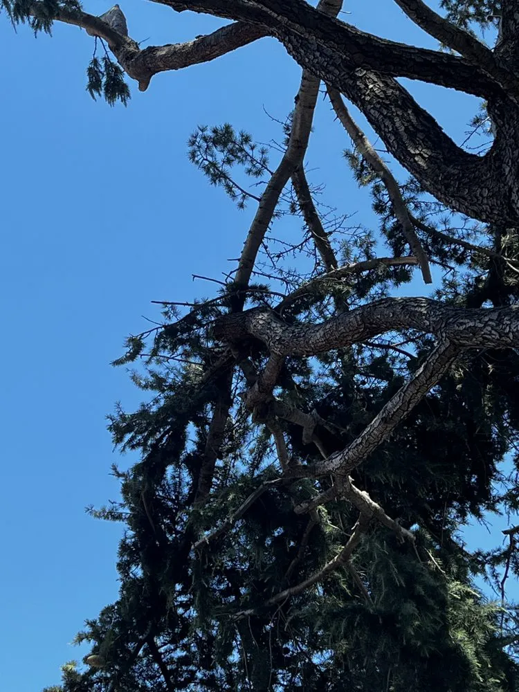 Top-rated yard cleanup service in San Jose, CA by Rios Gardening