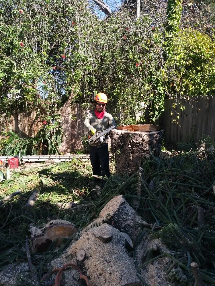 Reliable yard cleanup service in San Jose, CA - Rios Gardening