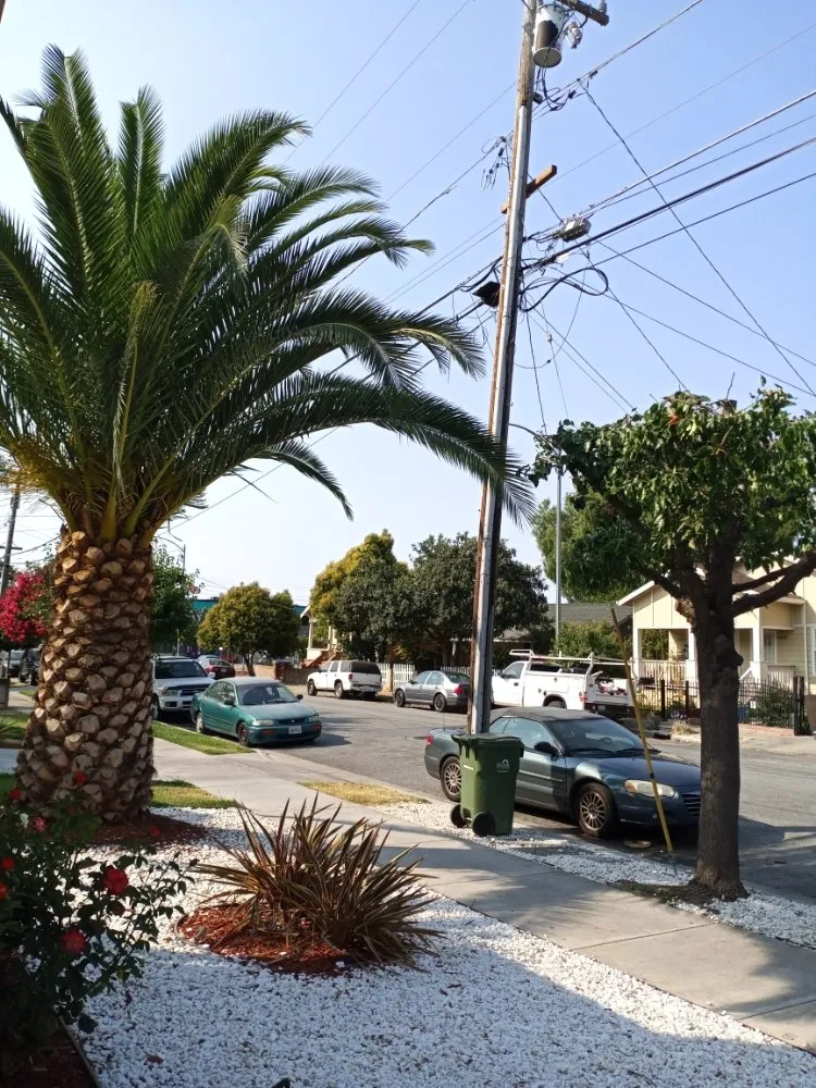 Expert yard cleanup service in San Jose, CA - Rios Gardening