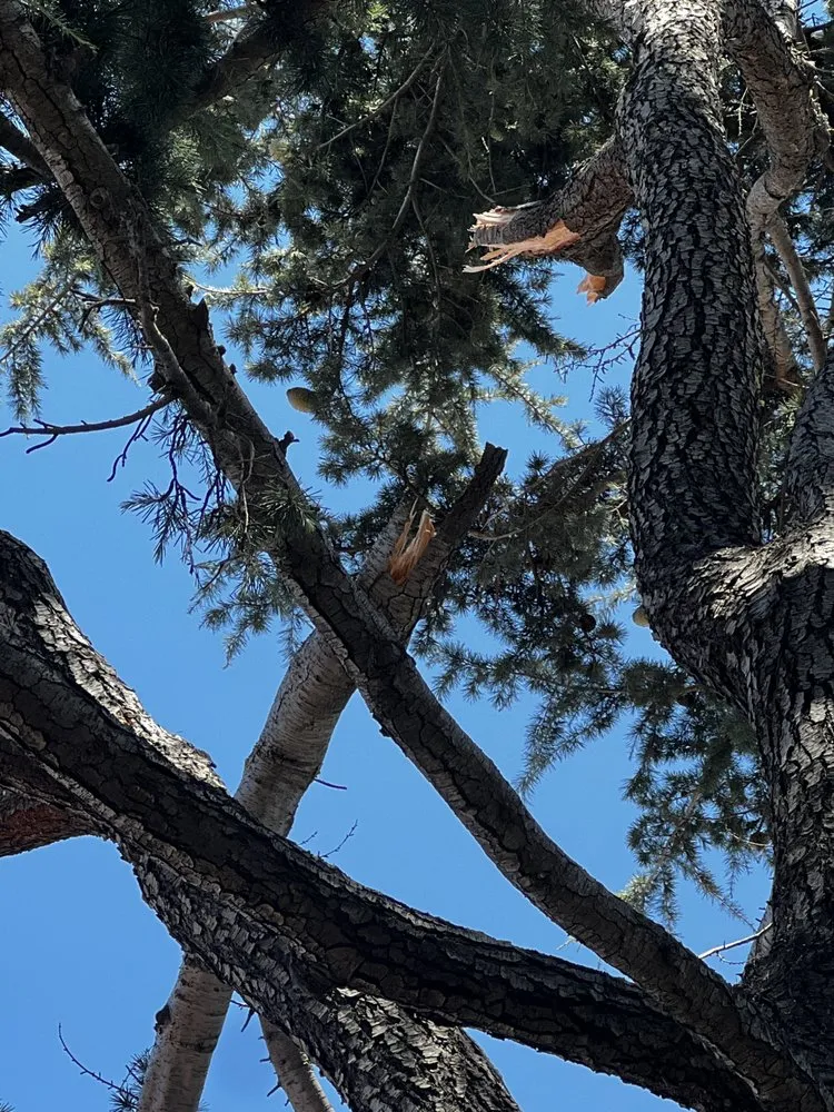 Reliable landscaping services in San Jose, CA - Rios Gardening