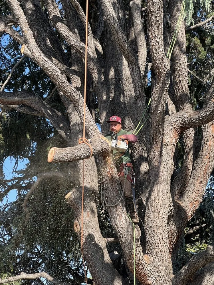 Reliable landscaping services experts serving San Jose, CA - Rios Gardening