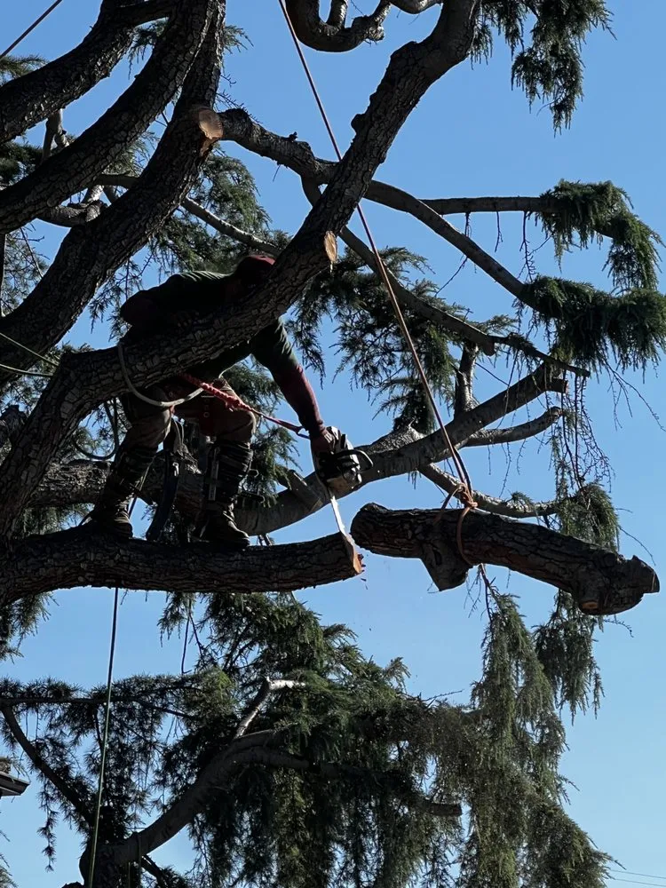 Expert outdoor landscaping for beautiful yards across San Jose, CA - Rios Gardening