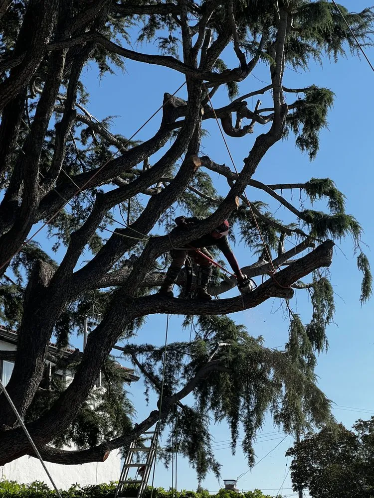 Top-rated outdoor landscaping experts serving San Jose, CA - Rios Gardening