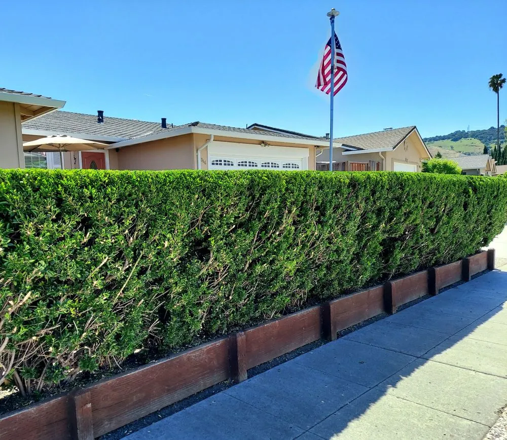 Trusted lawn mowing service in San Jose, CA by Rios Gardening