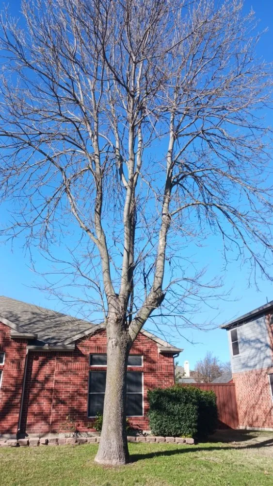 Custom residential landscaping near you across Garland, TX - Rios Landscaping & Construction