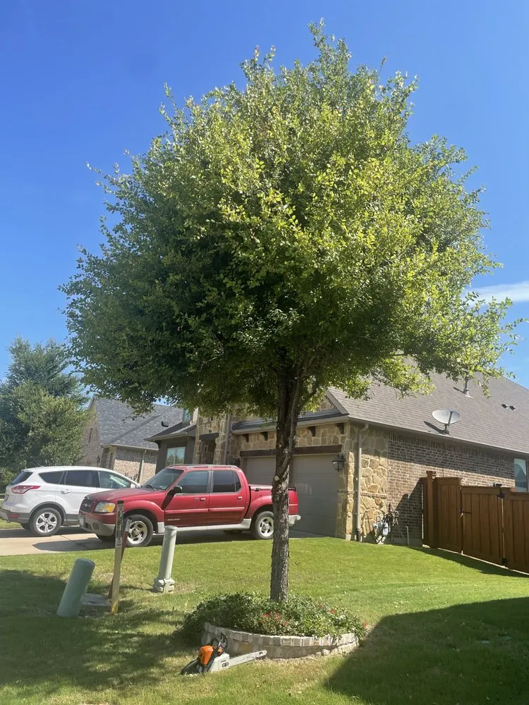 Trusted lawn care service experts serving Dallas, TX - Rios Landscaping