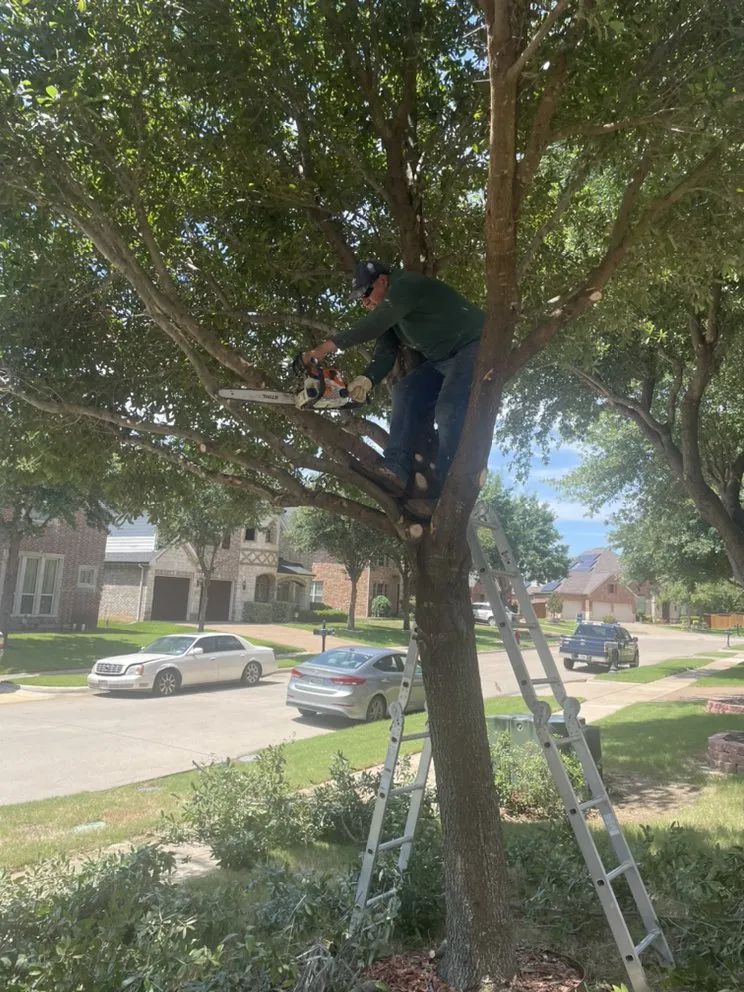 Affordable landscape installation in Dallas, TX by Rios Landscaping
