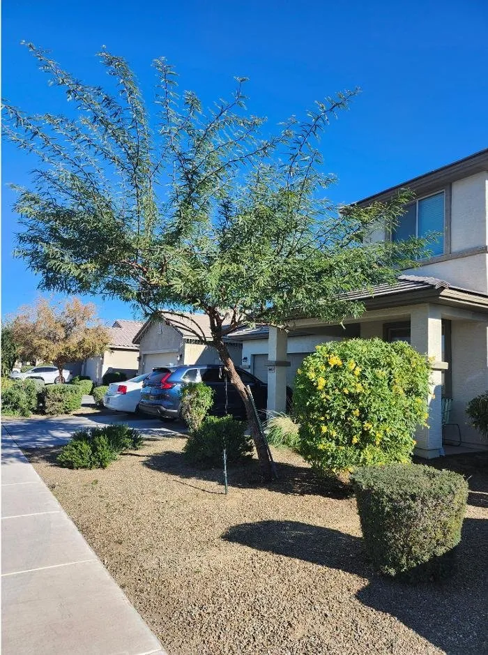 Top-rated lawn care service in Glendale, AZ by Rios Lawn & Tree Care