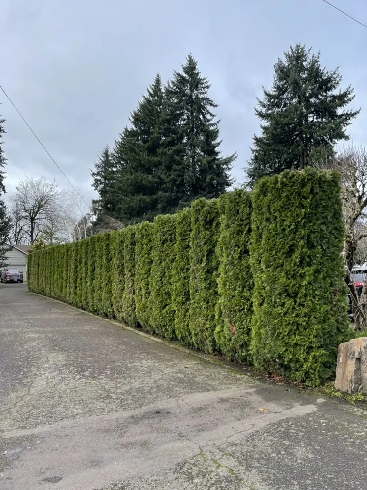 Professional lawn care service in Keizer, OR - Rios Lawn Maintenance