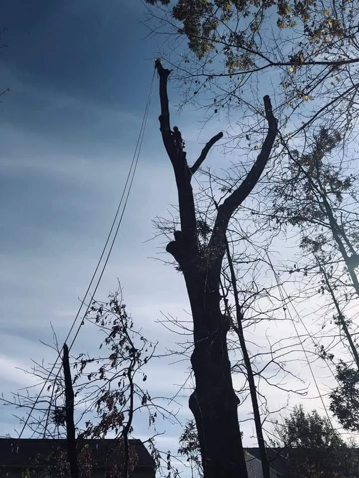 Trusted lawn care service for year-round maintenance across Woodbridge, VA - Rios Osorio's Services