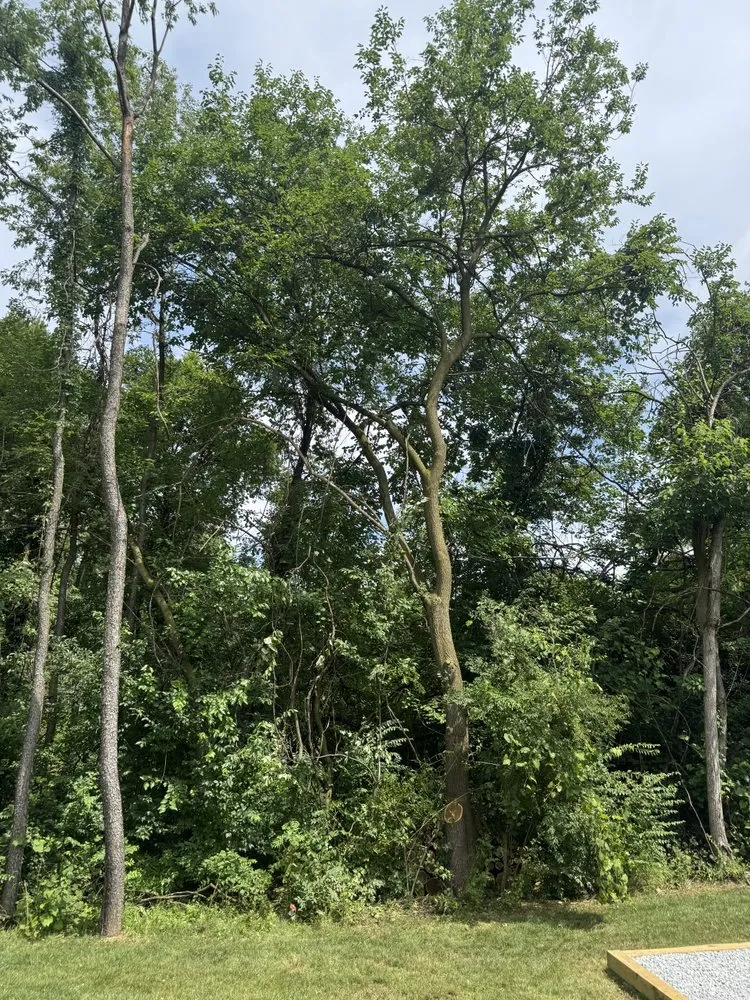 Top-rated residential landscaping for year-round maintenance across South Bend, IN - Rios Tree and Lawn Care