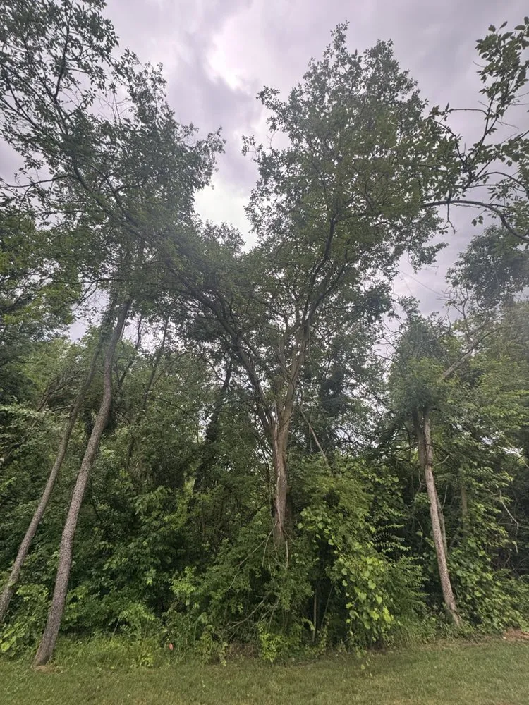 Local yard cleanup service for residential properties in South Bend, IN by Rios Tree and Lawn Care