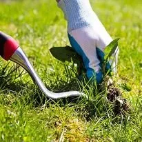 Expert lawn mowing service in Cary, NC - Rios's Grading & Landscaping