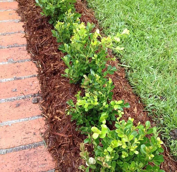 Top-rated outdoor landscaping in Westwego, LA - Rise & Shine Lawn Service