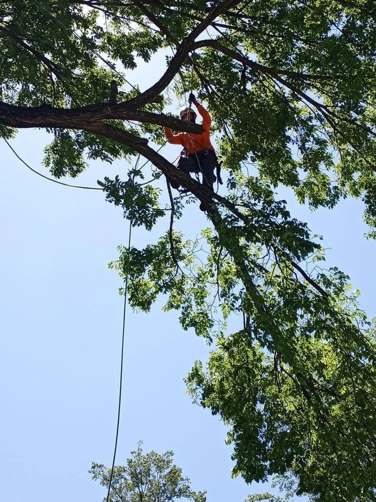 Professional yard maintenance in Fort Worth, TX - Rise and Grind Tree Service