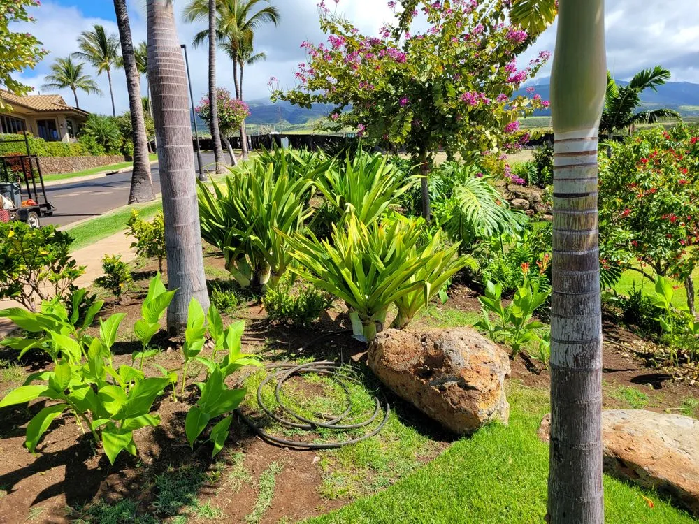 Trusted lawn care service in Makawao, HI by Rise and Shine Landscaping