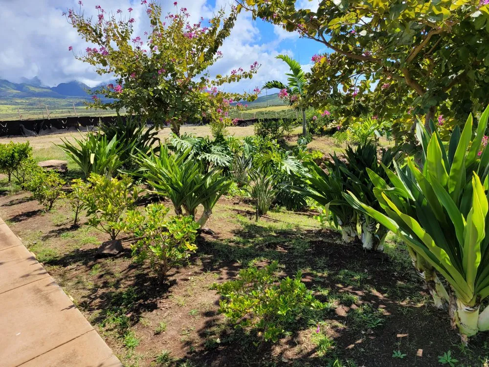 Professional landscape installation for year-round maintenance across Makawao, HI - Rise and Shine Landscaping