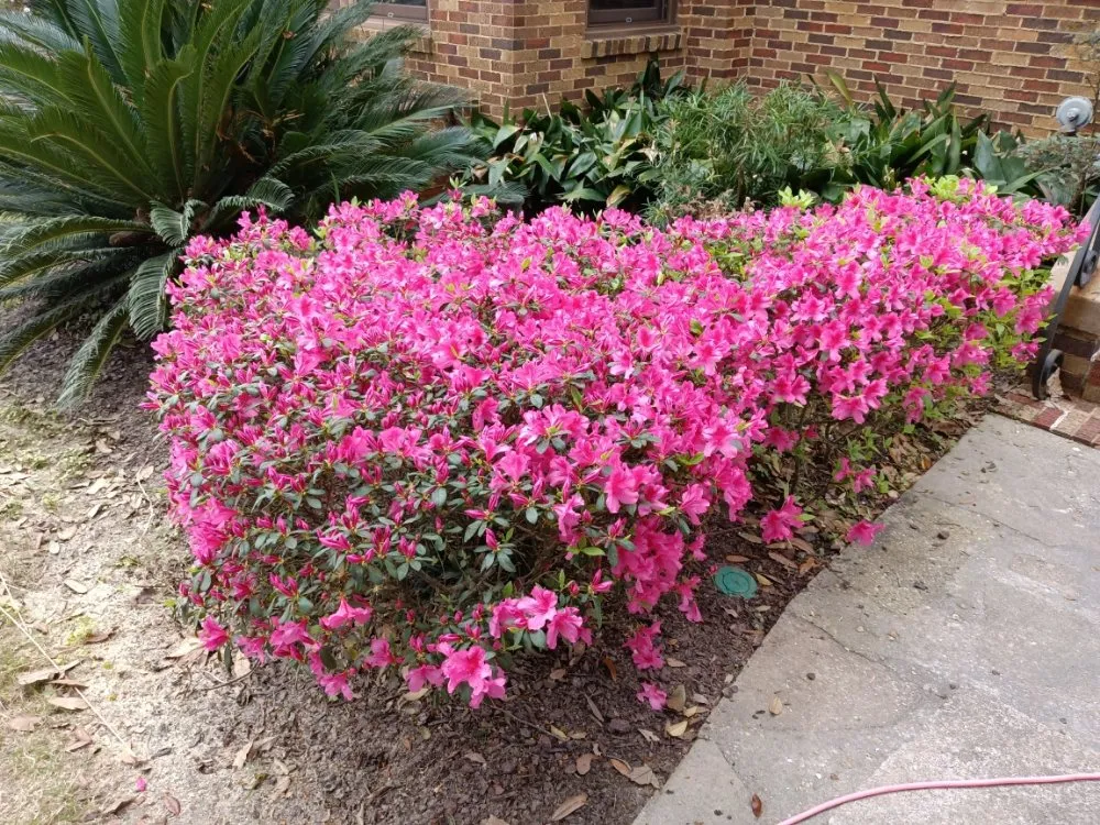 Custom residential landscaping near you across Pensacola, FL - Rise and Shine Lawn Design