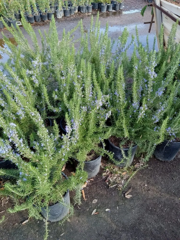 Trusted lawn care service in Glendale, AZ by Risen Kings Tree & Landscape Co