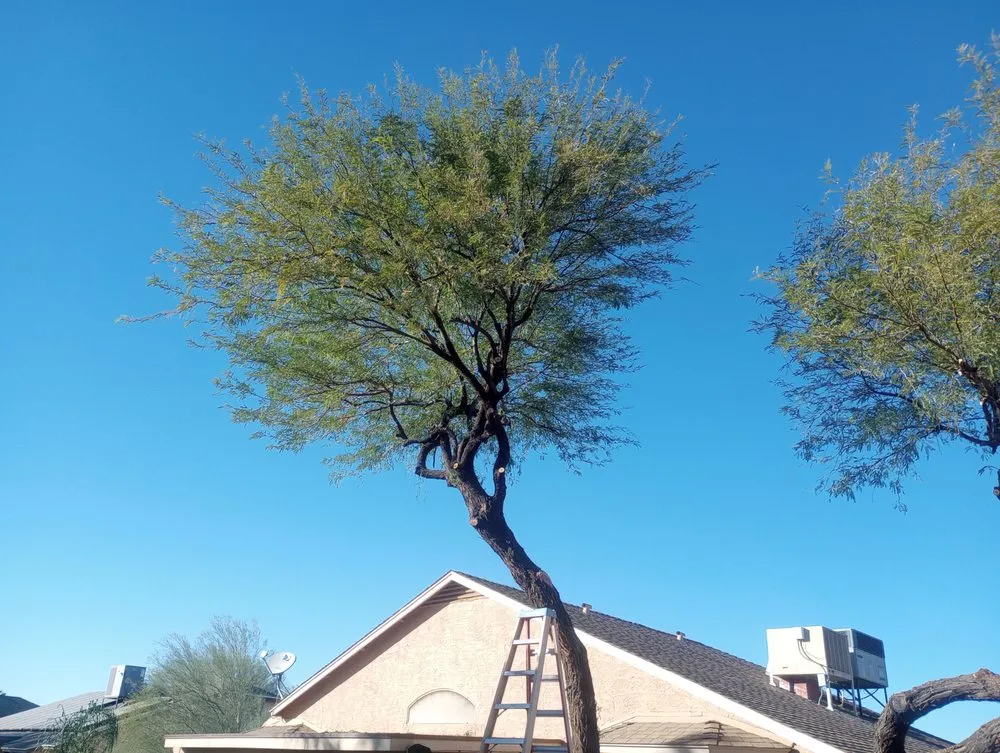 Top-rated landscape design in Glendale, AZ by Risen Kings Tree & Landscape Co