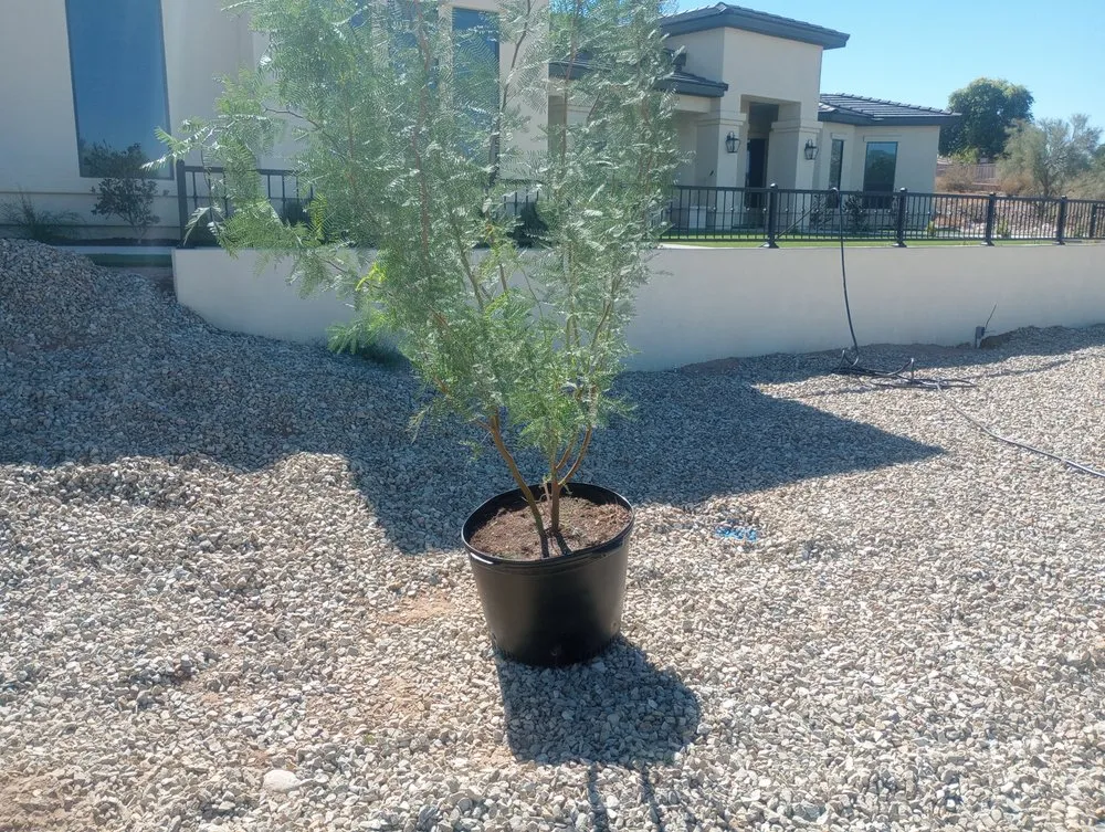 Reliable outdoor landscaping experts serving Glendale, AZ - Risen Kings Tree & Landscape Co