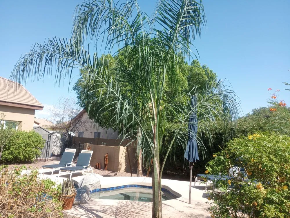 Top-rated residential landscaping near you across Glendale, AZ - Risen Kings Tree & Landscape Co