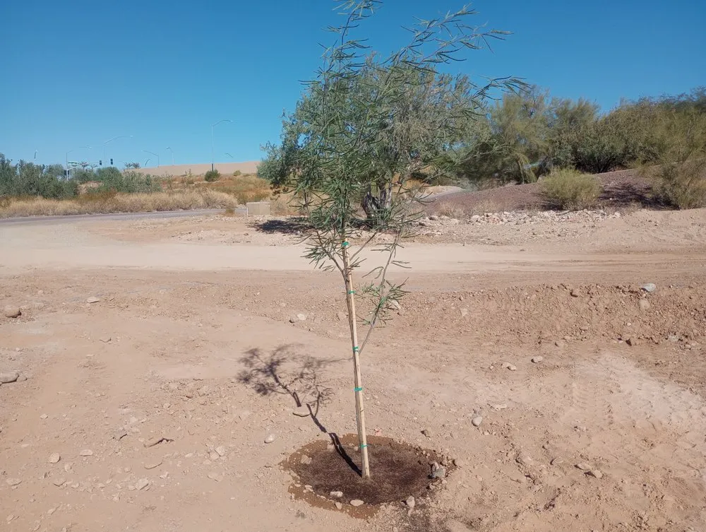 Affordable yard cleanup service in Glendale, AZ by Risen Kings Tree & Landscape Co