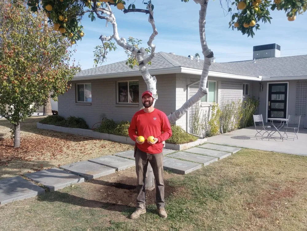 Expert yard cleanup service experts serving Glendale, AZ - Risen Kings Tree & Landscape Co