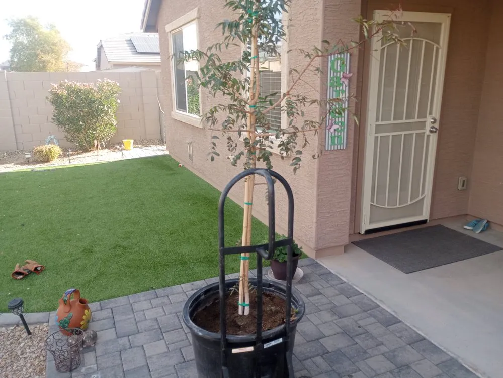 Expert lawn care service in Glendale, AZ - Risen Kings Tree & Landscape Co