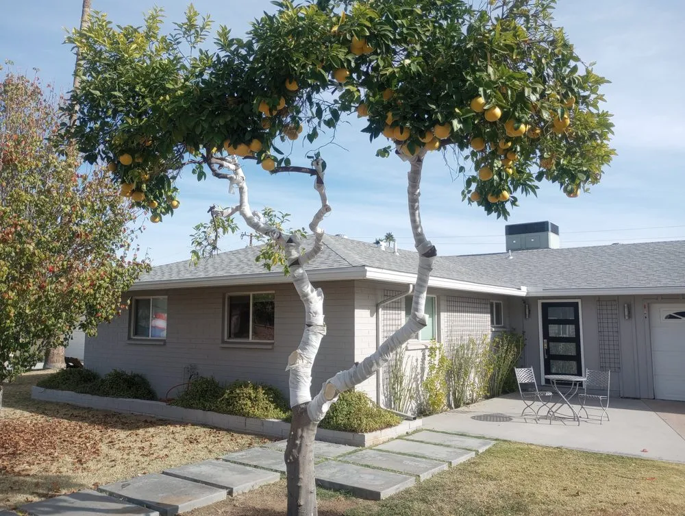 Custom lawn mowing service in Glendale, AZ - Risen Kings Tree & Landscape Co