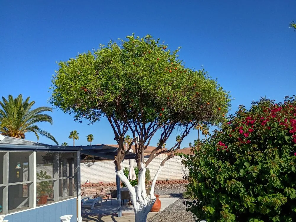 Local yard cleanup service for residential properties across Glendale, AZ - Risen Kings Tree & Landscape Co