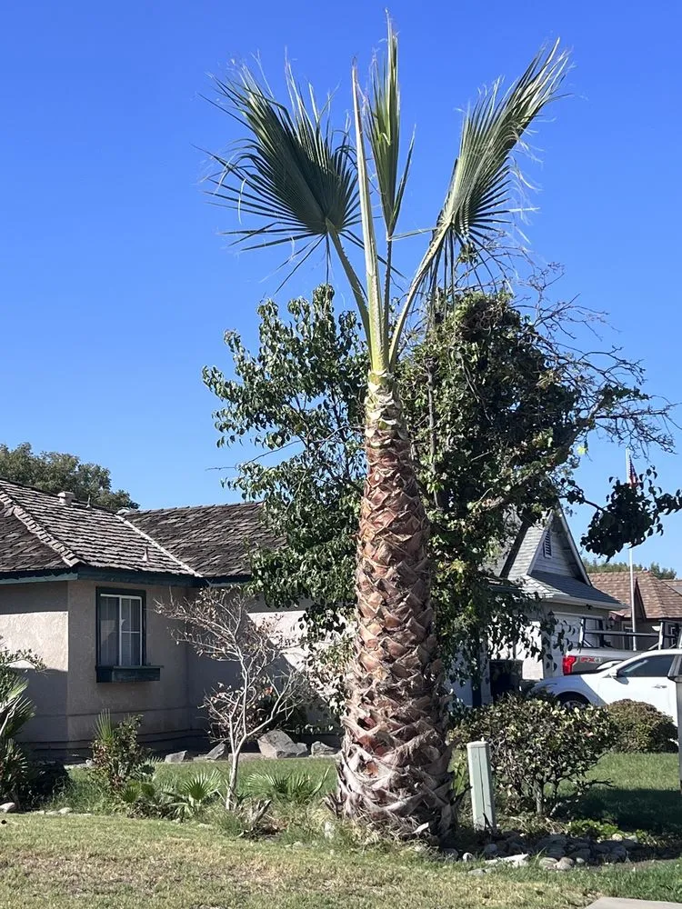 Local garden landscaping near you across Hanford, CA - Rising Green