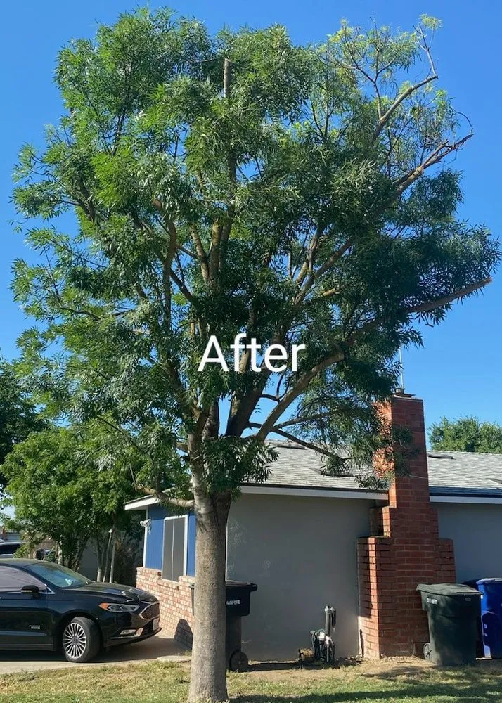 Trusted yard maintenance in Hanford, CA - Rising Green