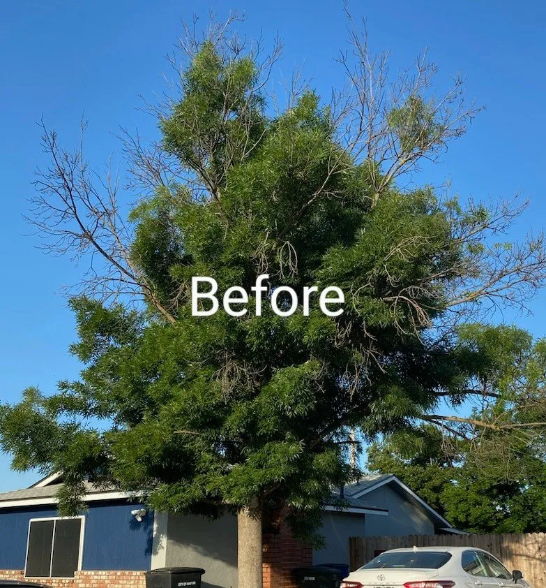 Professional landscape design with custom design across Hanford, CA - Rising Green