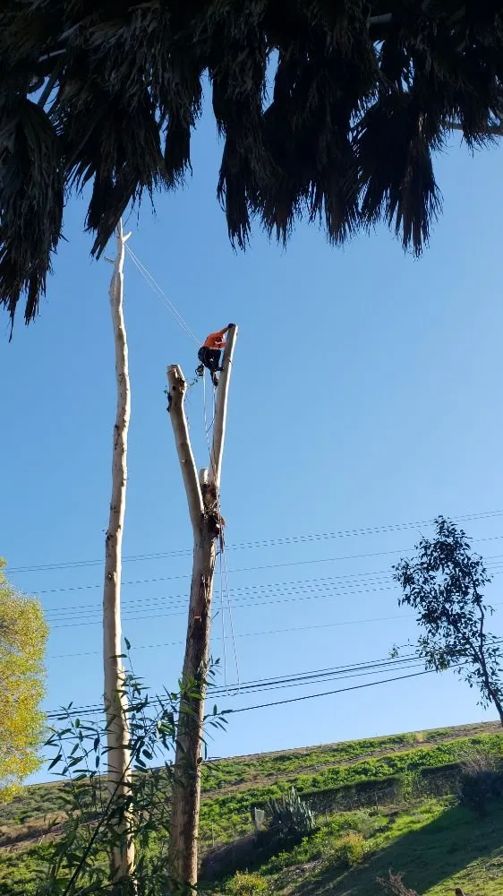 Affordable landscaping services experts serving Escondido, CA - Rising Oak Tree Service & Landscaping