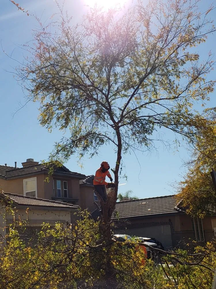 Top-rated landscape installation for year-round maintenance across Escondido, CA - Rising Oak Tree Service & Landscaping