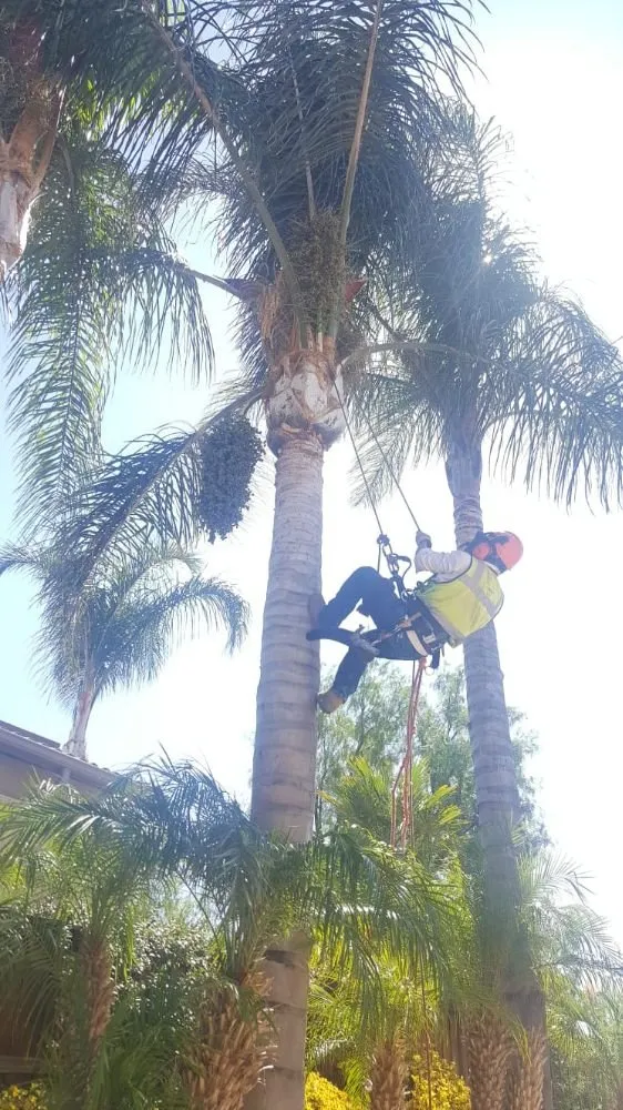 Expert landscaping services experts serving Escondido, CA - Rising Oak Tree Service & Landscaping