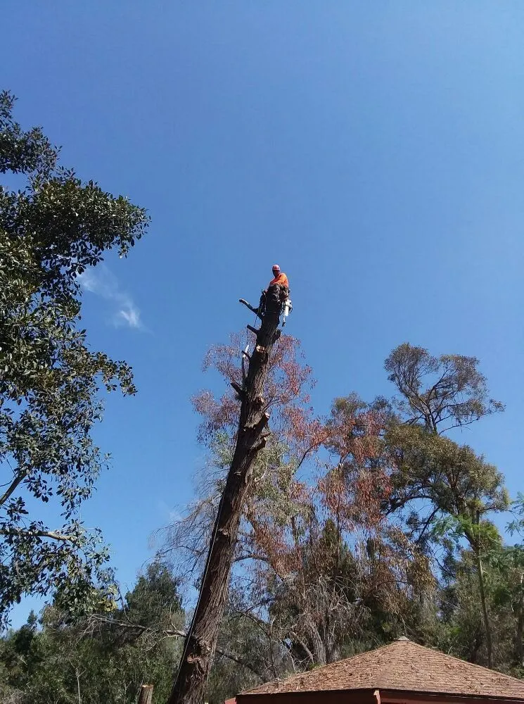 Affordable landscape design for homes across Escondido, CA - Rising Oak Tree Service & Landscaping