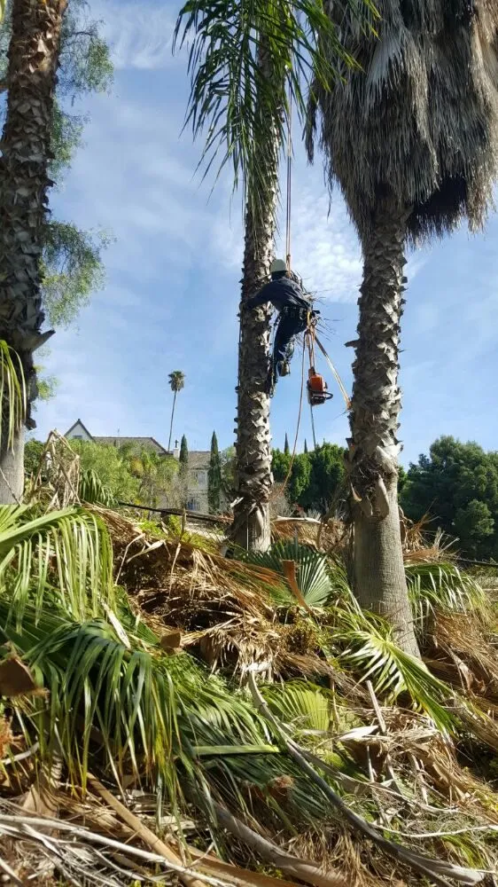 Local garden landscaping in Escondido, CA - Rising Oak Tree Service & Landscaping