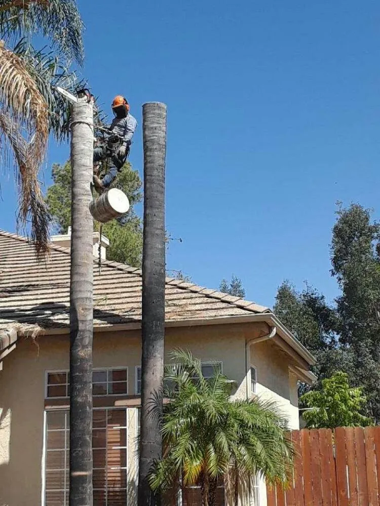 Professional lawn care service in Escondido, CA - Rising Oak Tree Service & Landscaping