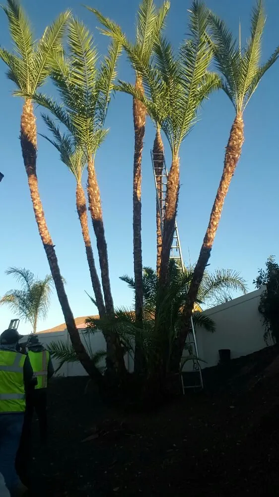 Top-rated yard maintenance experts serving Escondido, CA - Rising Oak Tree Service & Landscaping